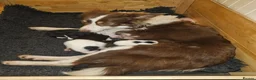 Border Collie dogs for sale: ISDS Border Collie Pups - Advert 3