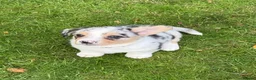 Welsh Corgi Cardigan dogs for sale: 🐶 3 pups left 🐶 Cardigan Corgi puppies 🐾 - Advert 30