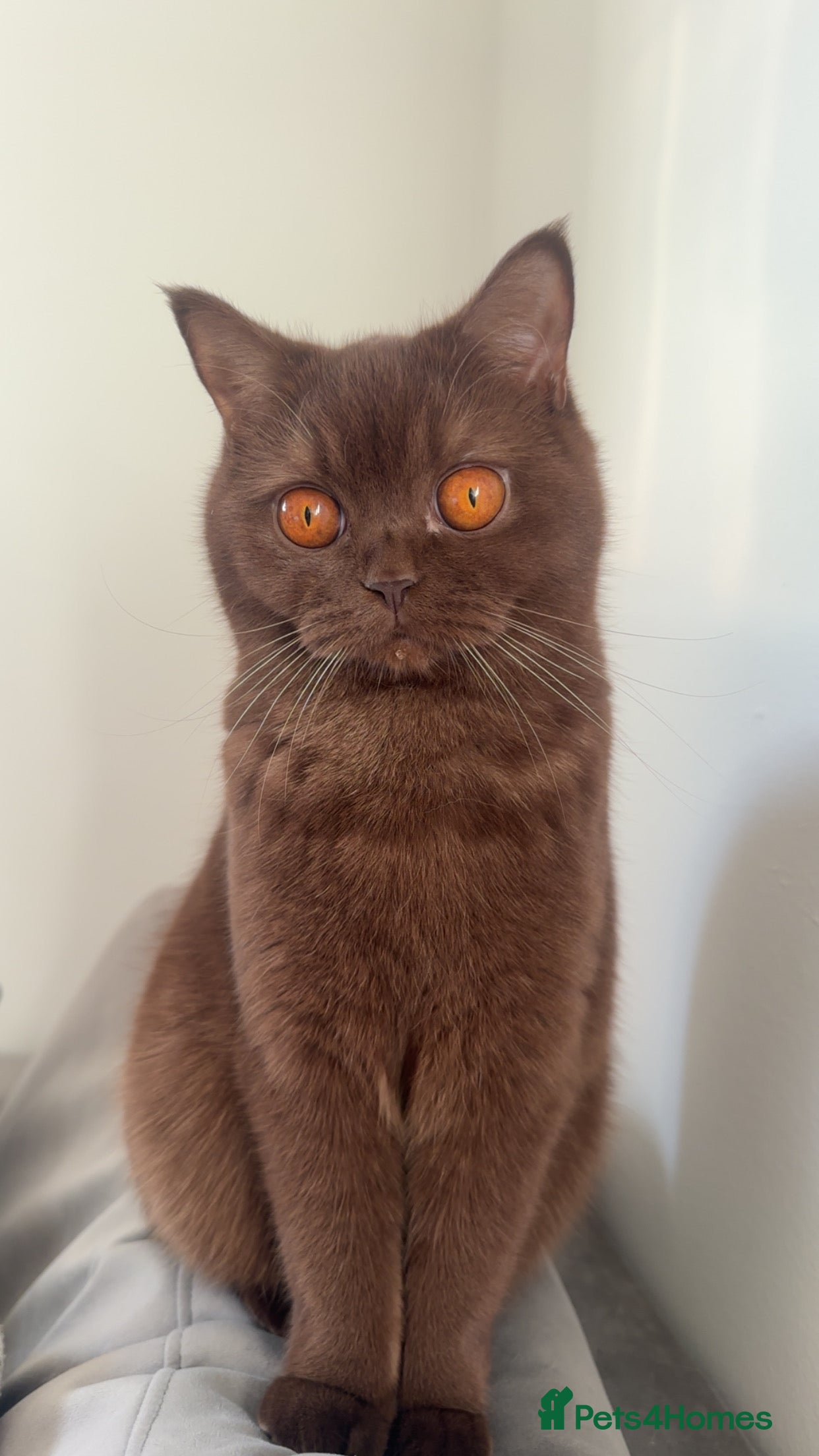 Scottish Fold cats British Shorthair × Scottish Fold Kittens 🐾 - Advert 13