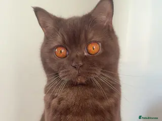 Scottish Fold cats British Shorthair × Scottish Fold Kittens 🐾 - Advert 13