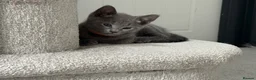 Russian Blue cats for sale: Beautiful Russian Blue Kittens - Advert 9