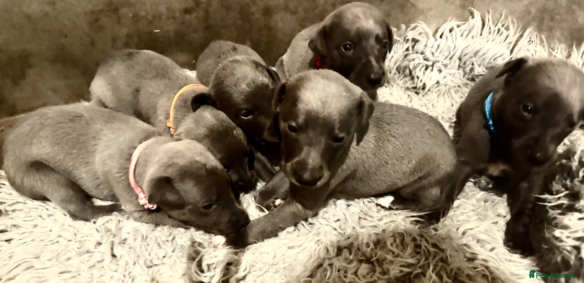 Whippet dogs for sale: 💙 Stunning KC Registered Blue Whippet Puppies  - Advert 3