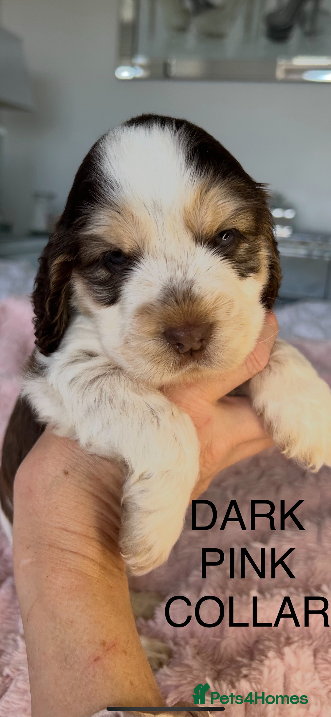 Cocker Spaniel dogs for sale: OUTSTANDING KC REG COCKER SPANIEL PUPPIES  - Image 12