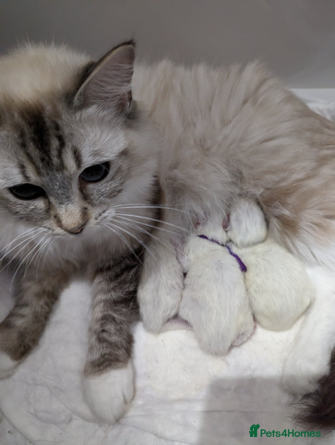 Ragdoll cats for sale: GCCF REG PEDIGREE RAGDOLL KITTENS - Image 20