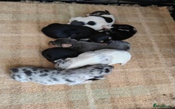 Mixed Breed dogs for sale: Jackweenie puppies - Image 2