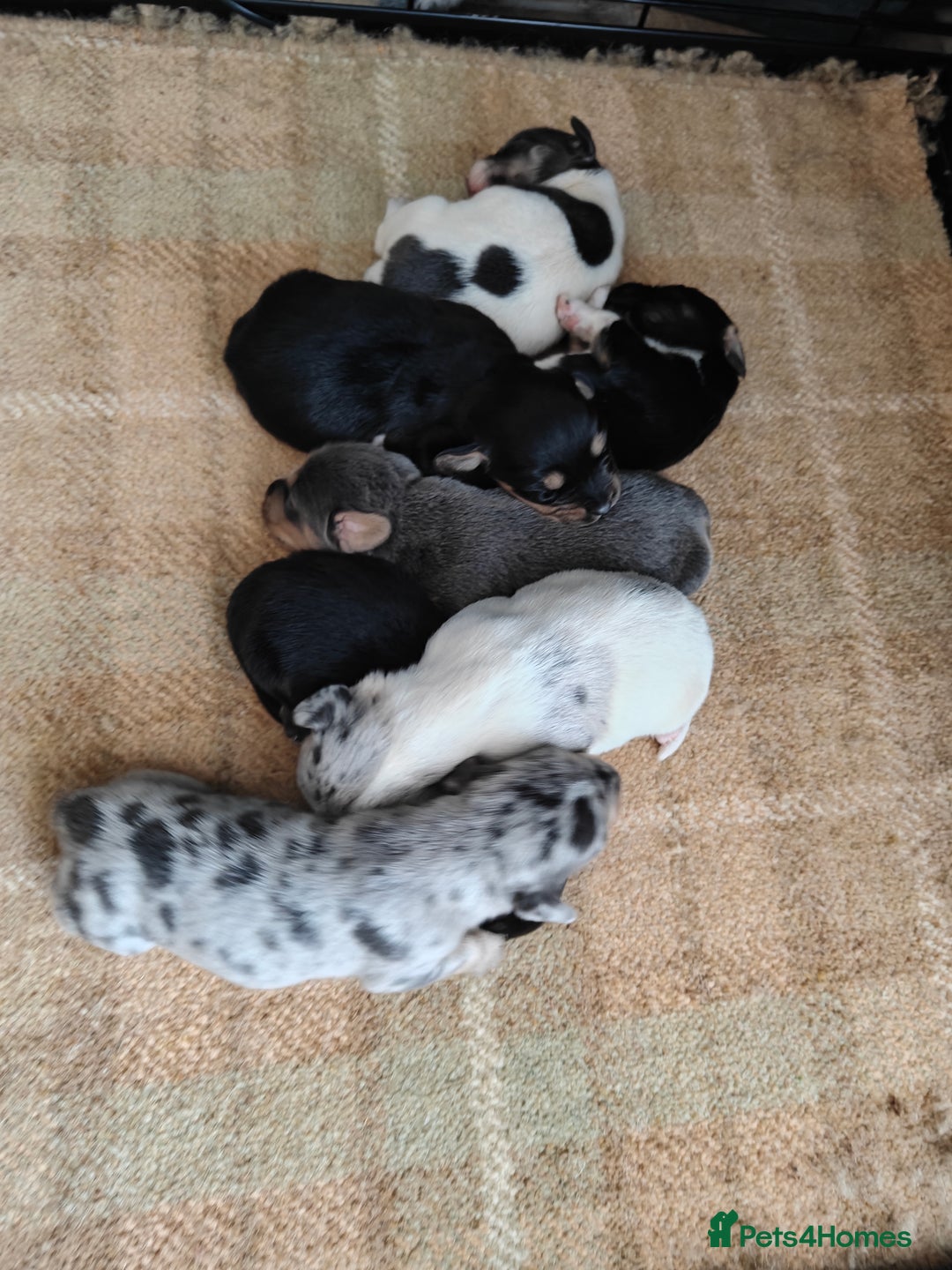 Mixed Breed dogs for sale: Jackweenie puppies - Image 2