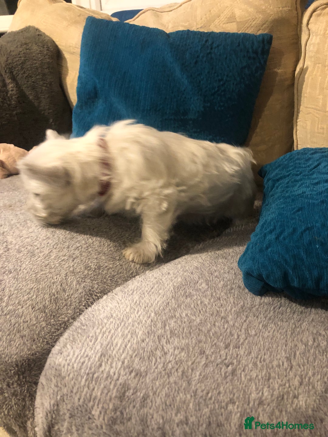 West Highland Terrier dogs for sale: Beautiful west highland puppies for sale - Image 17