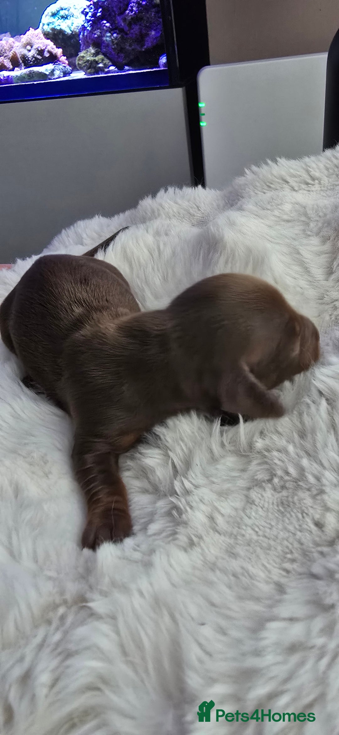 Miniature Dachshund dogs for sale: KC registered miniature Dachshund 🐶  - Advert 20