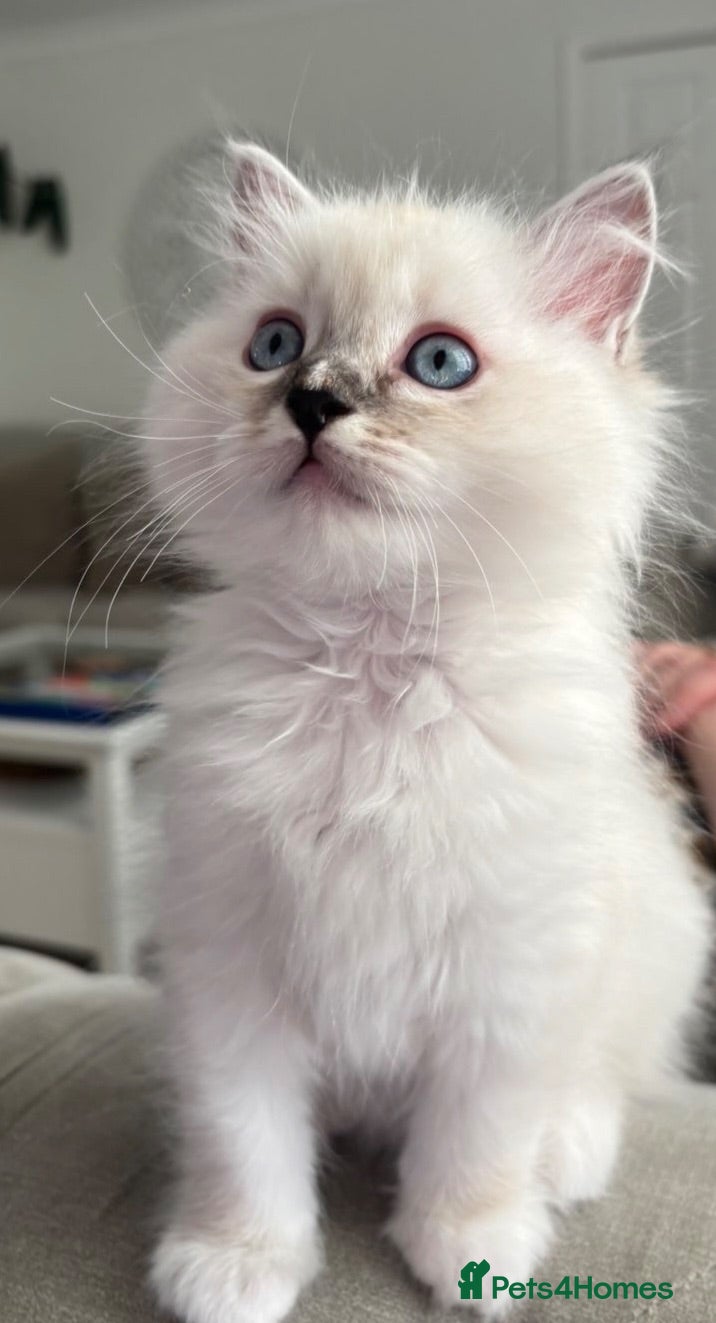 Ragdoll cats Female Ragdoll kitten available  - Advert 1