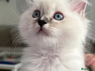Ragdoll cats Female Ragdoll kitten available - Advert 1
