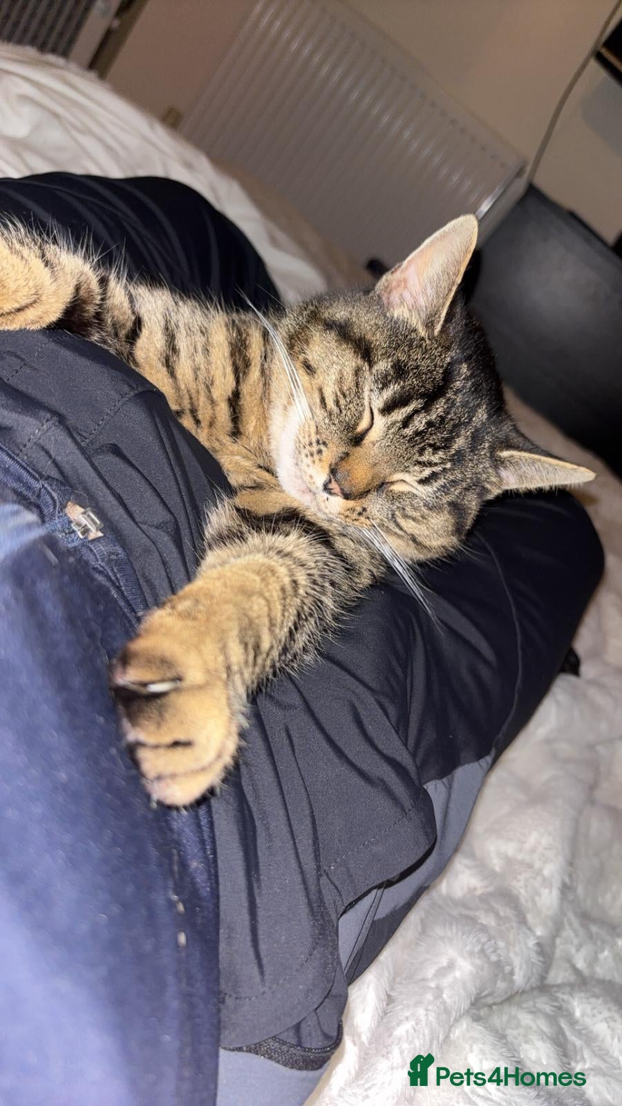 Mixed Breed cats Tabby cat 🐈 😻  - Advert 2