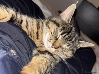 Mixed Breed cats Tabby cat 🐈 😻 - Advert 2