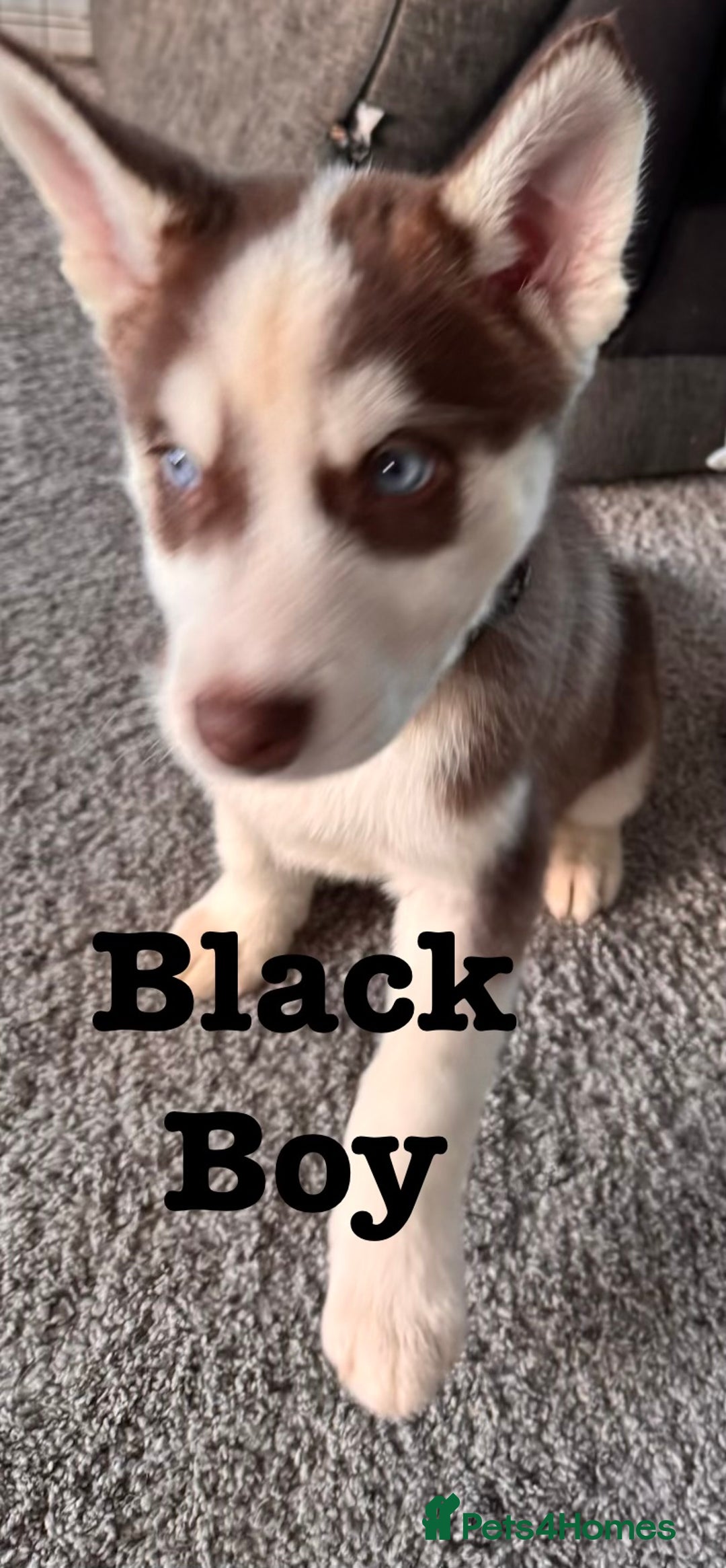 Siberian Husky dogs for sale: Siberian husky boys  - Advert 2