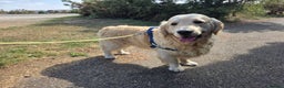 Golden Retriever dogs for stud: Enzo KC registered Stud dog  - Advert 9