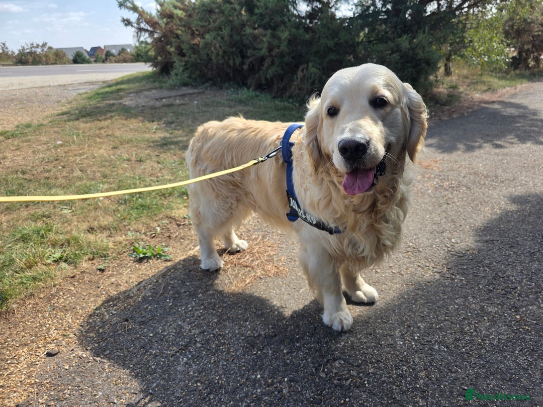 Golden Retriever dogs for stud: Enzo KC registered Stud dog  - Image 8