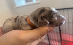 Cockapoo dogs for sale: Cockapoo puppies - Image 22