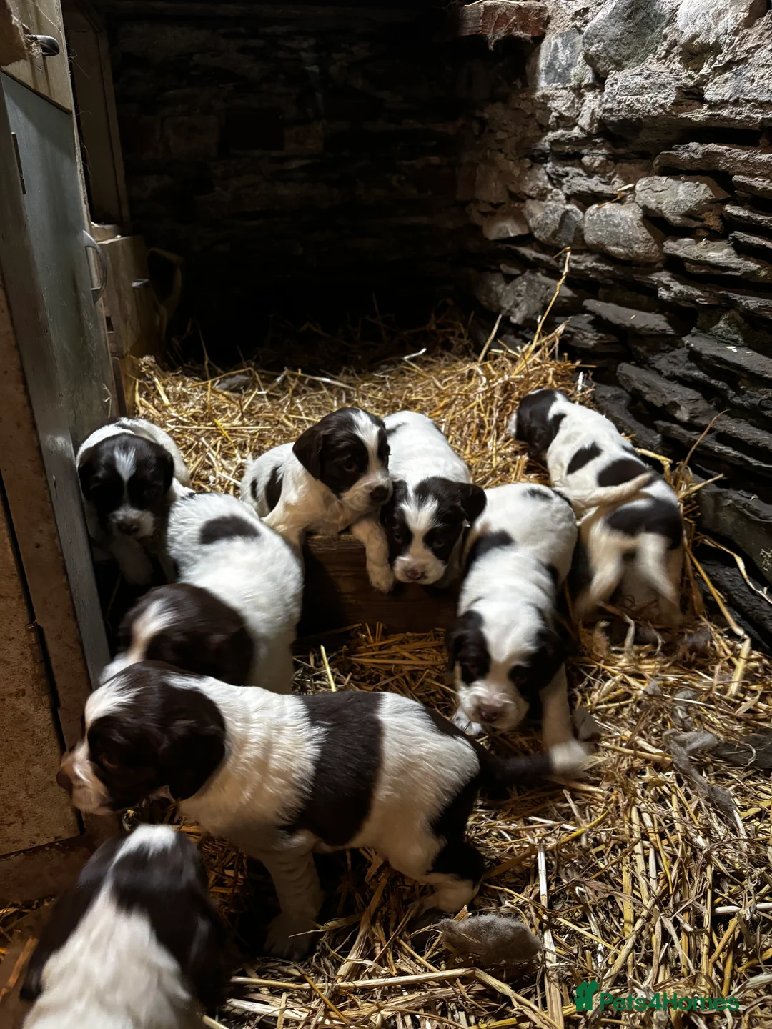 English Springer Spaniel dogs for sale: English Springer Spaniel puppies - Advert 1