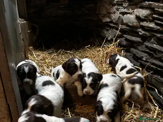 English Springer Spaniel dogs English Springer Spaniel puppies - Advert 1