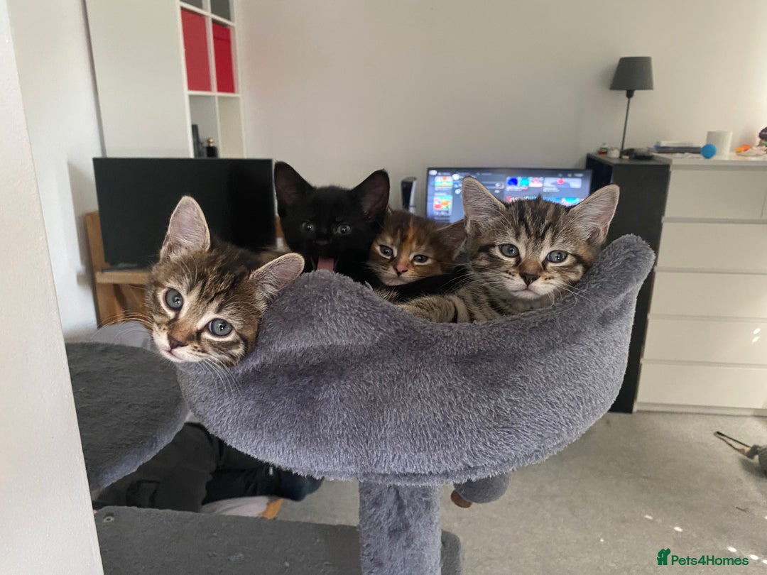 Mixed Breed cats for sale: Four mixed kittens for sale near colchester - Image 1