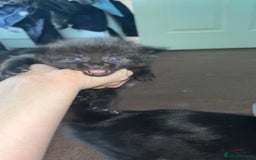 British Longhair cats for sale: Last Girl Kitten  - Image 4
