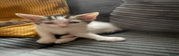 British Shorthair cats for sale: 2 kittens for sale black tabby and white tabby - Advert 2