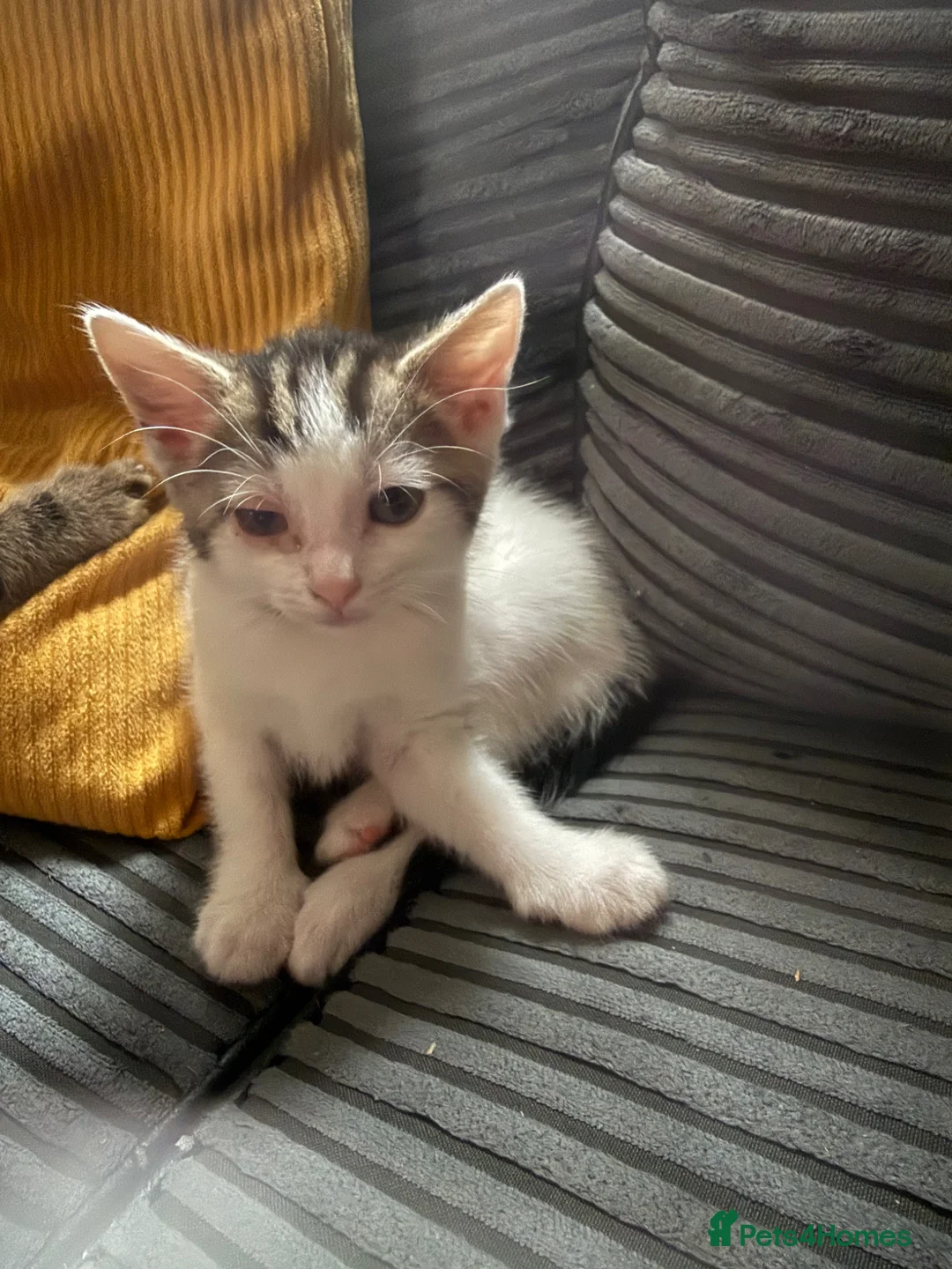 British Shorthair cats for sale: 2 kittens for sale black tabby and white tabby - Advert 2