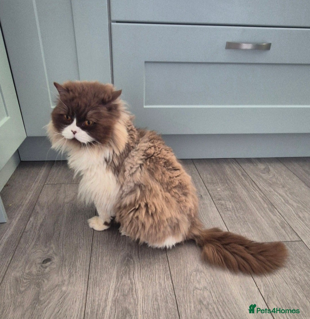 British Longhair cats for sale: Stunning GCCF Reg Male (Russian Imported parents)  - Image 9