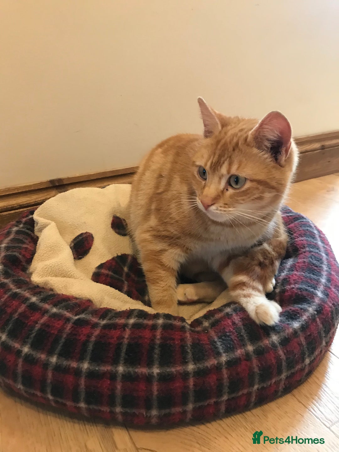 Mixed Breed cats for sale: Beautiful Kittens for sale  - Image 12