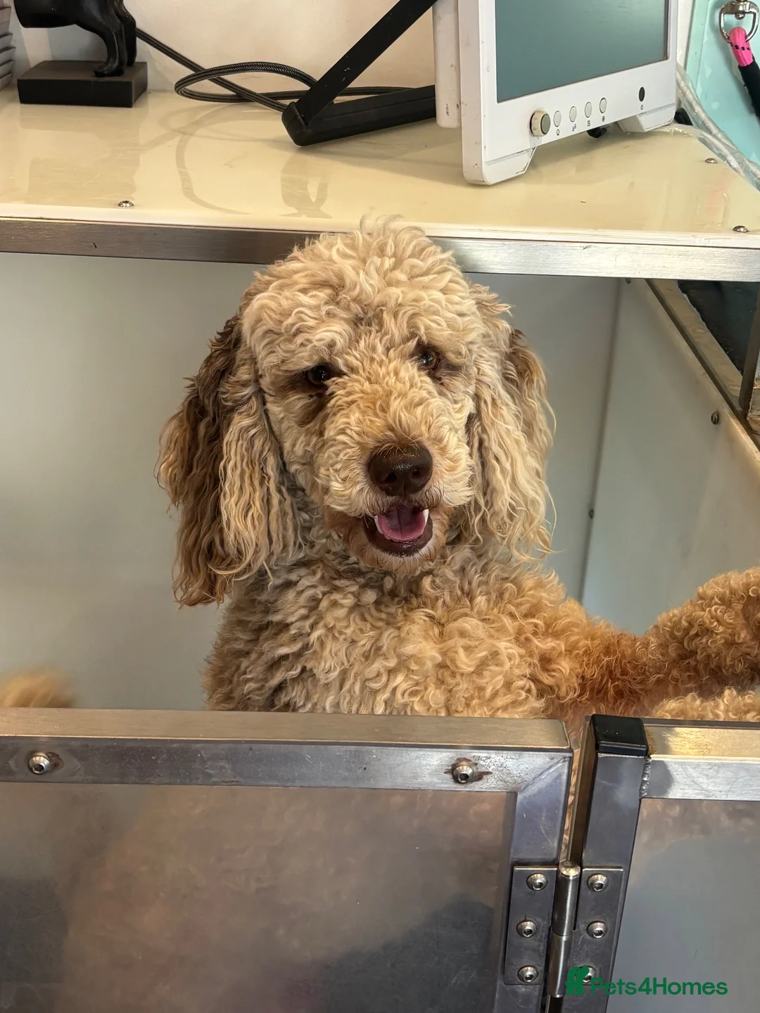 Goldendoodle dogs for sale: Goldendoodle puppies - Advert 13
