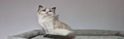 Ragdoll cats for sale: 3 TICA Registered Males for Sale - Advert 16