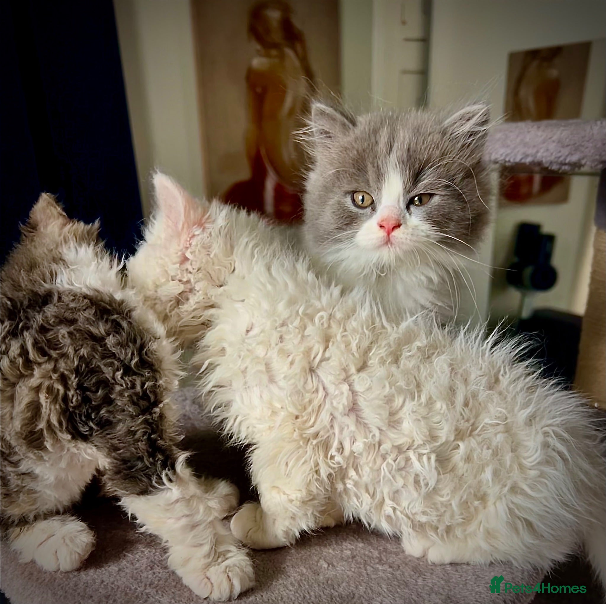 Selkirk Rex cats Gorgeous Selkirk rex kittens 😻 - Advert 2
