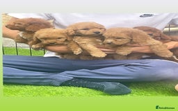 Cockapoo dogs for sale: Cockerpoo Puppies - Image 12
