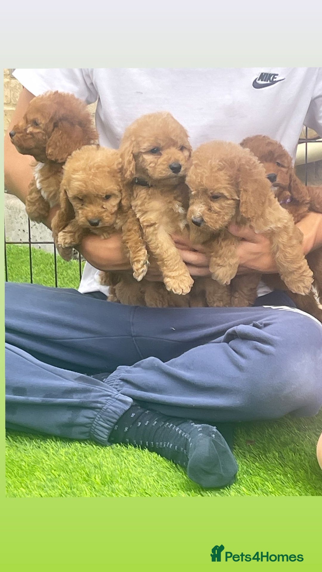 Cockapoo dogs for sale: Cockerpoo Puppies - Image 12