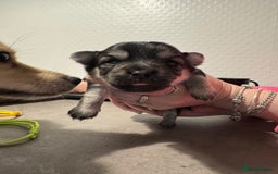 Chiweenie dogs for sale: 5 Beautiful Chiweenie Puppies - Image 11