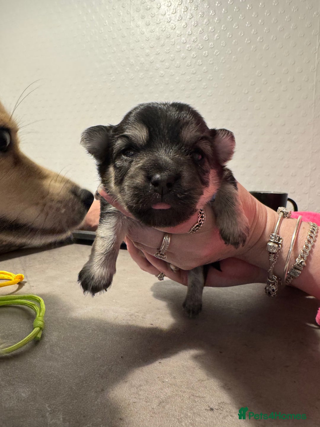 Chiweenie dogs for sale: 5 Beautiful Chiweenie Puppies - Image 11