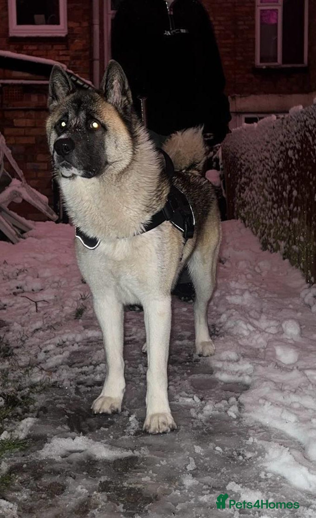 Akita dogs for stud: Ceaser the American Akita Ready for Stud - Advert 2