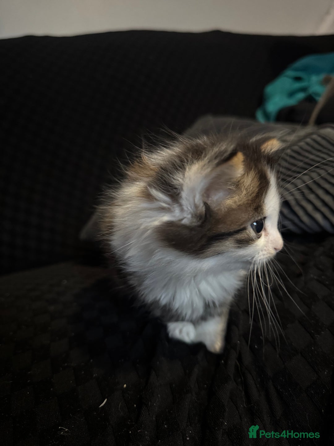 Mixed Breed cats for sale: Part Maine coon kittens - Advert 20