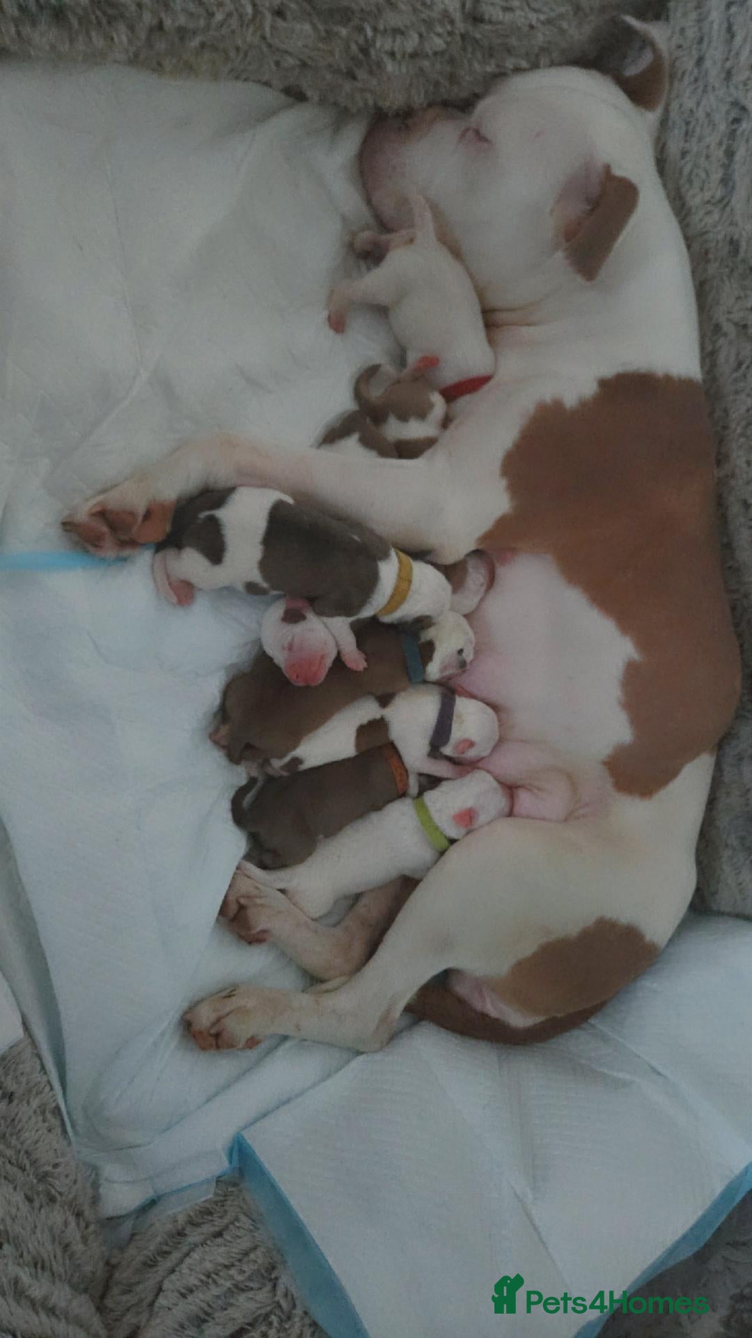 Mixed Breed dogs for sale: Mam an old tyme bulldog dad full American bulldog  - Advert 1