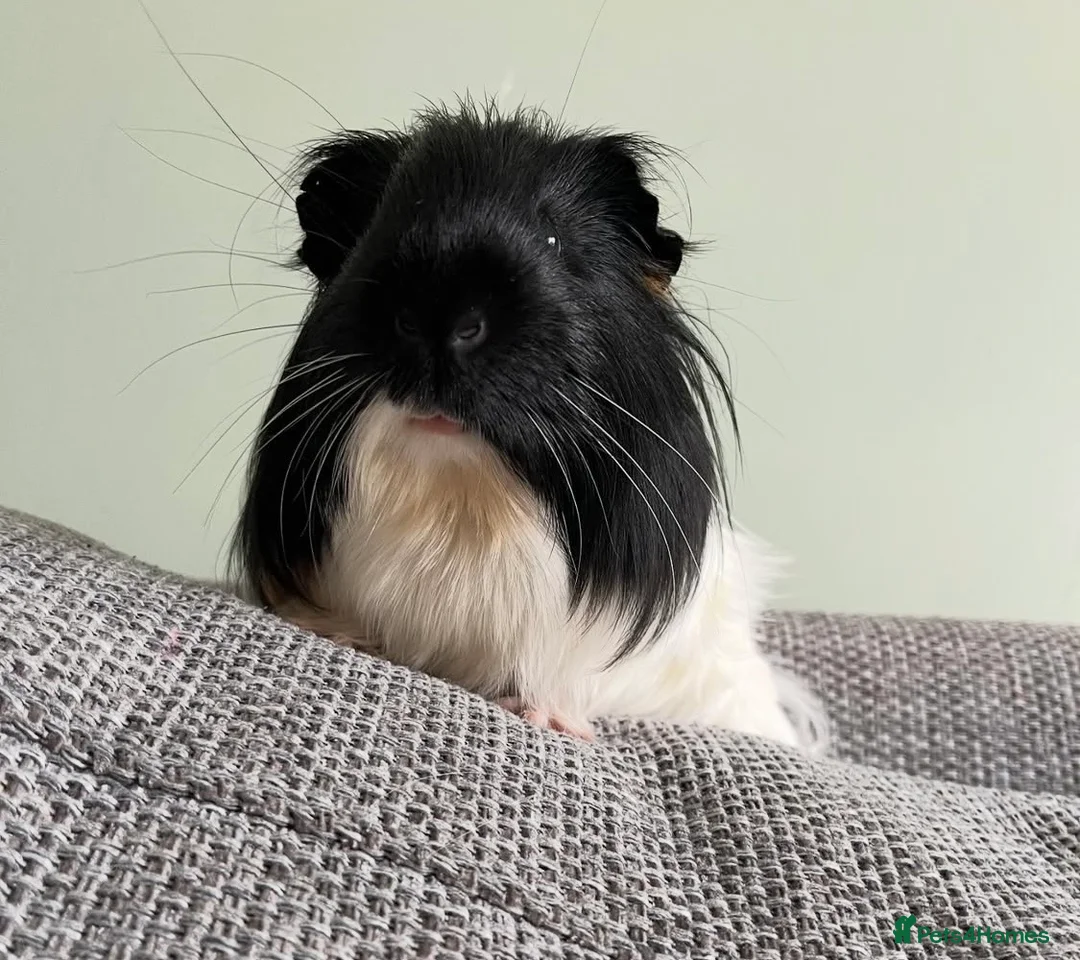 Guinea Pig rodents for sale: Two male guinea pigs  - Advert 2