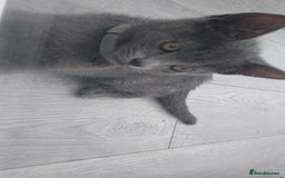 British Shorthair cats for sale: Full grey british short hair kittens  - Image 4
