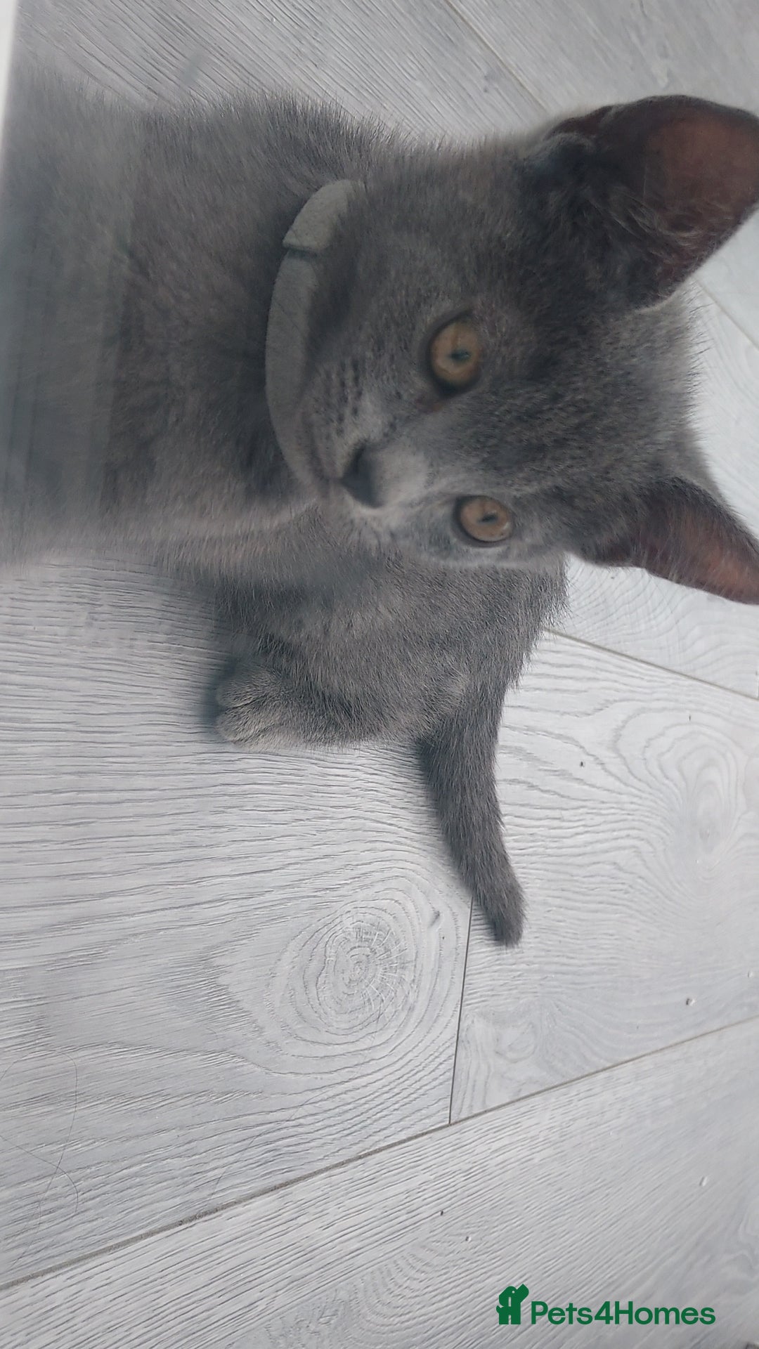 British Shorthair cats for sale: Full grey british short hair kittens  - Image 4