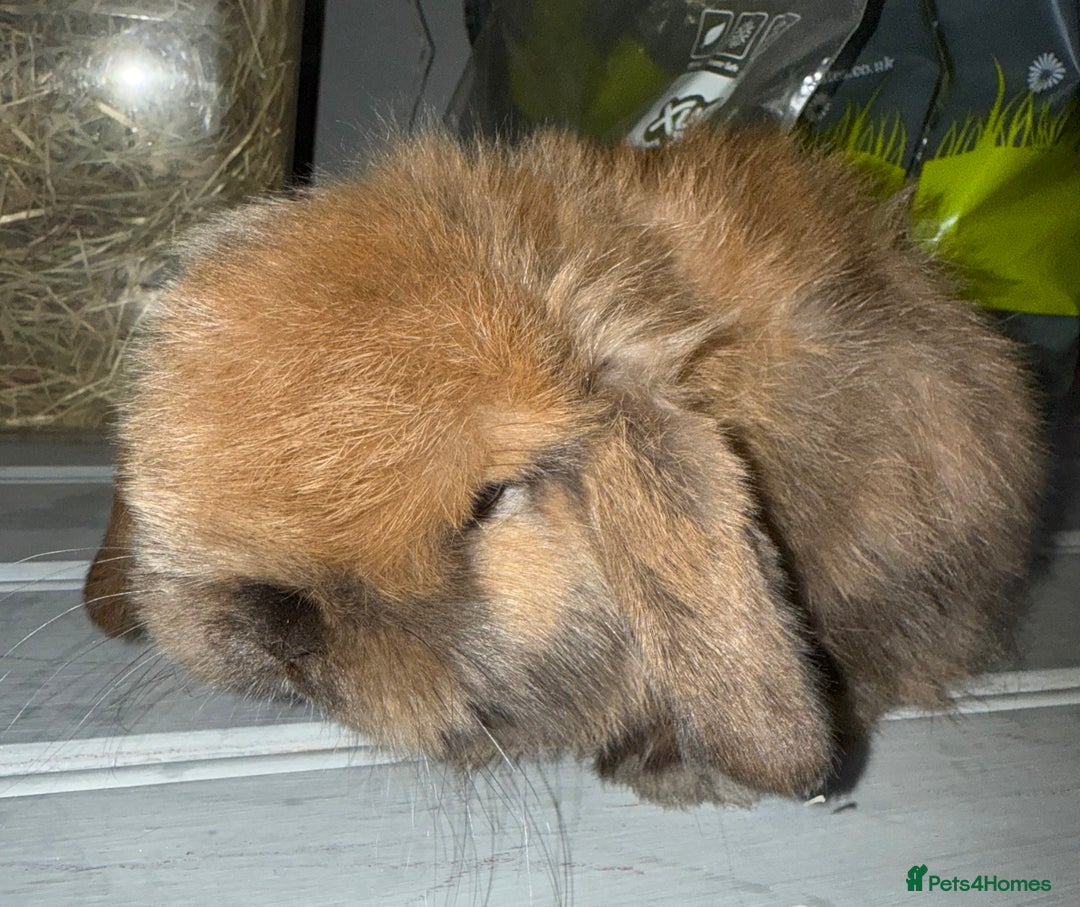 Mini Lop rabbits for sale: Exceptional BRC mini lops  - Advert 12