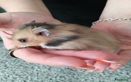 Hamster rodents for sale: Baby syrian hamsters - Image 8