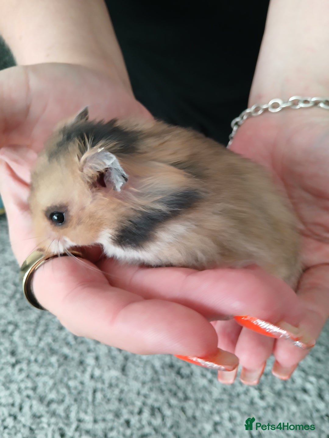 Hamster rodents for sale: Baby syrian hamsters - Image 8