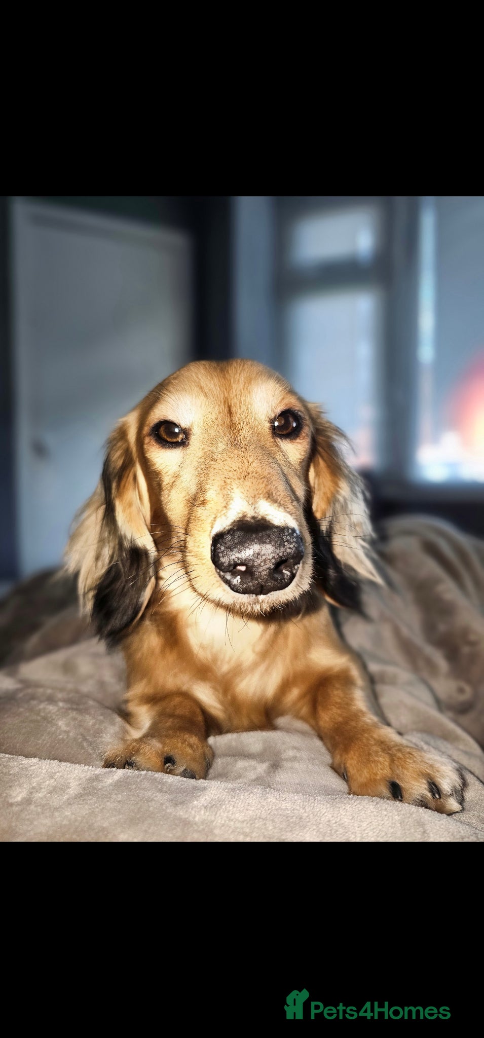 Dachshund dogs Proven Dachshund Stud KC Reg, DNA tested ☀️🐾 - Advert 1