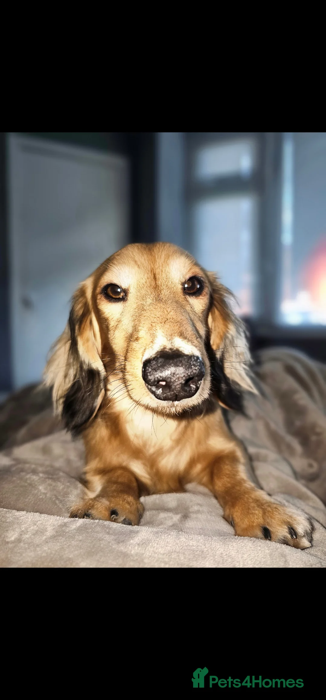 Dachshund dogs for stud: Proven Mini Dachshund Stud KC Reg, DNA tested ☀️🐾 - Advert 1