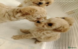 Maltipoo dogs for sale: Maltipoo  - Image 6