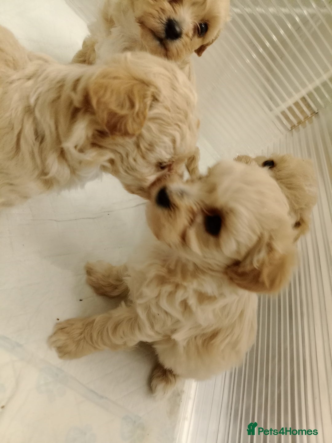 Maltipoo dogs for sale: Maltipoo  - Image 6