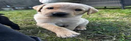 Labrador Retriever dogs for sale: Working line Labrador puppies in Totnes - Advert 10