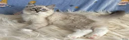 Ragdoll cats for sale: Beautiful TICA Registered Ragdoll Kittens - Advert 12